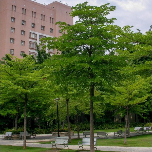 Terminalia Mantaly Plant (Umbrella Tree)